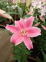 [4204 Marlon 2N No102.JPG]